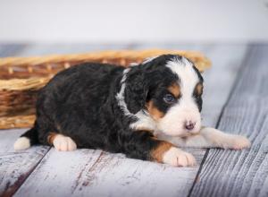 tri-colored mini bernedoodle near Chicago 