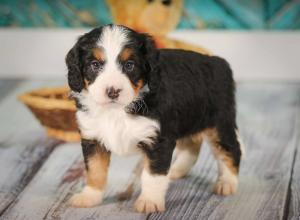 tri-colored mini bernedoodle near Chicago 