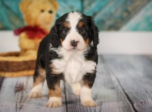 tri-colored mini bernedoodle near Chicago 