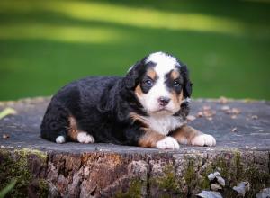 tri-colored mini bernedoodle near Chicago Illinois