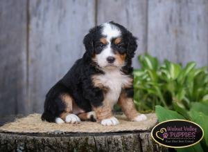 tri-colored mini bernedoodle IL