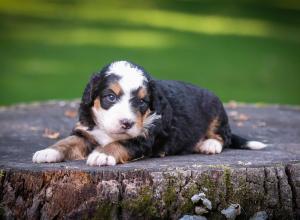 tri-colored mini bernedoodle near Chicago Illinois