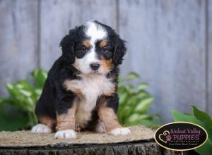 tri-colored mini bernedoodle IL