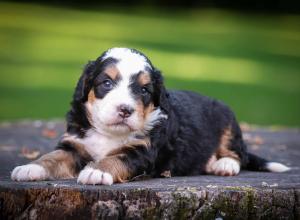 tri-colored mini bernedoodle near Chicago Illinois