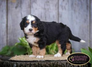 tri-colored mini bernedoodle IL