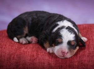 tri-colored mini bernedoodle near Chicago 