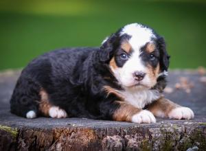 tri-colored mini bernedoodle near Chicago Illinois