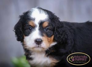 tri-colored mini bernedoodle IL