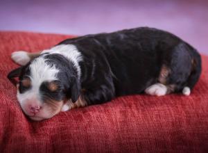 tri-colored mini bernedoodle near Chicago 