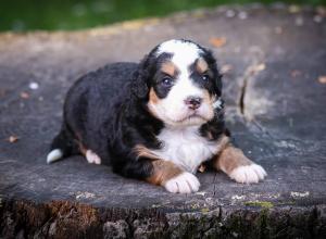 tri-colored mini bernedoodle near Chicago Illinois