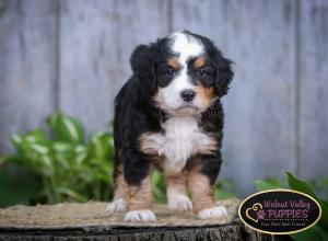 tri-colored mini bernedoodle IL