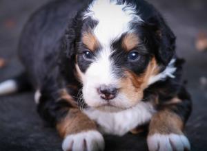 tri-colored mini bernedoodle near Chicago Illinois