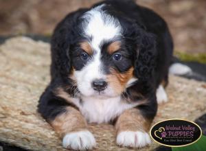 tri-colored mini bernedoodle IL