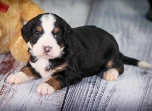 tri-colored mini bernedoodle near Chicago 