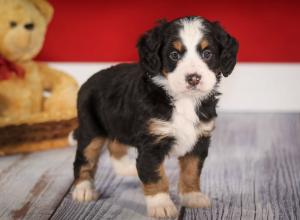 tri-colored mini bernedoodle near Chicago 