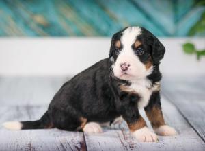 tri-colored mini bernedoodle near Chicago 