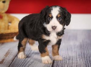 tri-colored mini bernedoodle near Chicago 