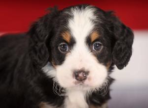 tri-colored mini bernedoodle near Chicago 