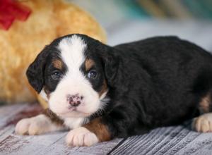 tri-colored mini bernedoodle near Chicago 