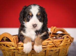 tri-colored mini bernedoodle near Chicago 