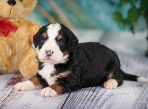 tri-colored mini bernedoodle near Chicago 