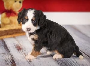 tri-colored mini bernedoodle near Chicago 