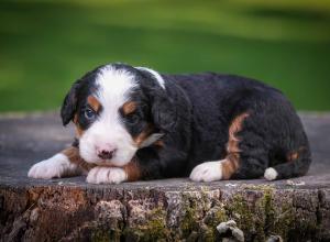 tri-colored mini bernedoodle near Chicago Illinois