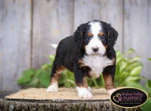 tri-colored mini bernedoodle IL