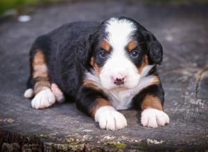 tri-colored mini bernedoodle near Chicago Illinois