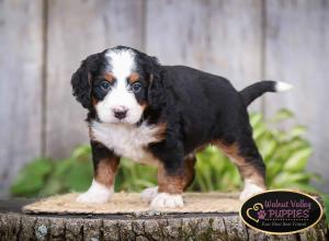 tri-colored mini bernedoodle IL