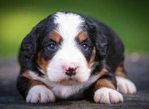 tri-colored mini bernedoodle near Chicago Illinois