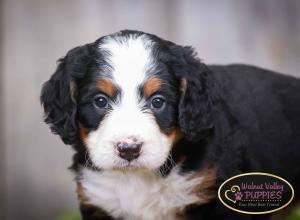 tri-colored mini bernedoodle IL