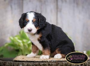 tri-colored mini bernedoodle IL