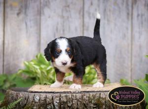 tri-colored mini bernedoodle IL