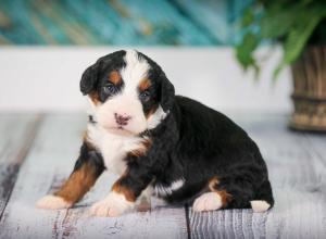 tri-colored mini bernedoodle near Chicago 