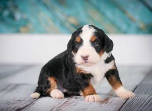 tri-colored mini bernedoodle near Chicago 