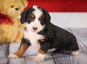 tri-colored mini bernedoodle near Chicago 