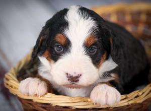 tri-colored mini bernedoodle near Chicago 