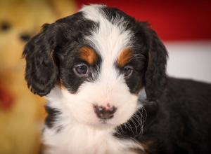 tri-colored mini bernedoodle near Chicago 