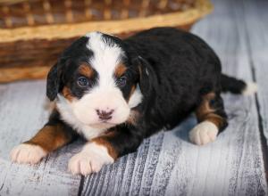 tri-colored mini bernedoodle near Chicago 