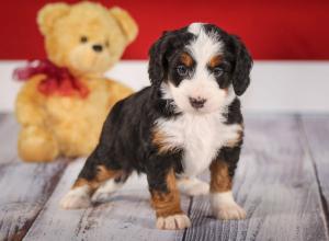 tri-colored mini bernedoodle near Chicago 