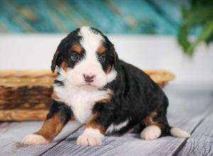 tri-colored mini bernedoodle near Chicago 