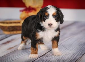 tri-colored mini bernedoodle near Chicago 