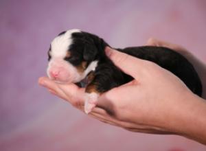 tri-colored mini bernedoodle near Chicago 