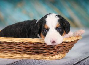 tri-colored mini bernedoodle near Chicago 