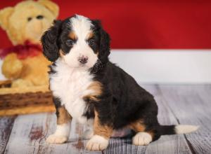 tri-colored mini bernedoodle near Chicago 