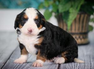 tri-colored mini bernedoodle near Chicago 