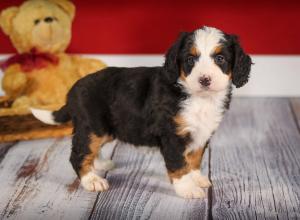 tri-colored mini bernedoodle near Chicago 