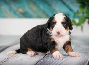 tri-colored mini bernedoodle near Chicago 