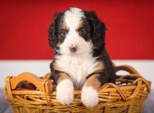 tri-colored mini bernedoodle near Chicago 